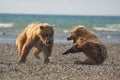 Pacific Coastal Brown bears usus arctos fighting - grizzliy - Royalty Free Stock Photo