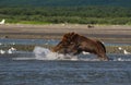 Pacific Coastal Brown bears usus arctos fighting - grizzliy -