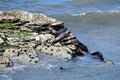 Pacific common seal, phoca vitulina richardsi, 3.