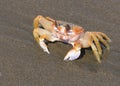 Pacific Crab