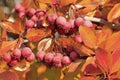 Pacific Crabapple tree (Malus Fusca)