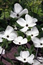 Pacific dogwood in bloom Royalty Free Stock Photo