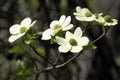 Pacific Dogwood in Bloom Royalty Free Stock Photo