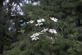 Pacific Dogwood Cornus nuttallii, Cowichan Valley, Vancouver Island, British Columbia Royalty Free Stock Photo