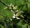 Pacific Dogwood, cornus nuttallii tree blooms Royalty Free Stock Photo