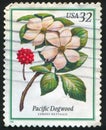 Pacific Dogwood Royalty Free Stock Photo