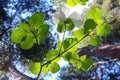 Pacific Dogwood, Yosemite, Yosemite National Park Royalty Free Stock Photo