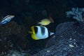 Pacific Double-Sadded Butterflyfish Chaetodon ulietensis