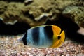 Pacific double-saddle butterflyfish Chaetodon ulietensis fish underwater in sea