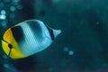 Pacific double-saddle butterflyfish Chaetodon ulietensis