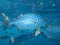 Pacific drummer or Bermuda chub or grey drummer, Pacific chub Kyphosus sectatrix undersea, Atlantic Ocean, Cuba, Varadero