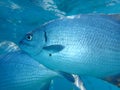 Pacific drummer or Bermuda chub or grey drummer, Pacific chub Kyphosus sectatrix undersea, Atlantic Ocean, Cuba, Varadero Royalty Free Stock Photo