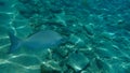 Pacific drummer or Bermuda chub or grey drummer, Pacific chub Kyphosus sectatrix undersea, Caribbean Sea, Cuba