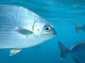 Pacific drummer or Bermuda chub or grey drummer, Pacific chub Kyphosus sectatrix undersea, Atlantic Ocean, Cuba, Varadero Royalty Free Stock Photo