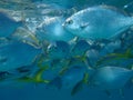 Pacific drummer or Bermuda chub or grey drummer, Pacific chub Kyphosus sectatrix undersea, Atlantic Ocean, Cuba, Varadero Royalty Free Stock Photo