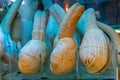 Pacific Geoduck Royalty Free Stock Photo