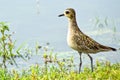 Pacific golden Plover Royalty Free Stock Photo