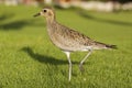 Pacific Golden Plover