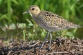Pacific Golden Plover. Royalty Free Stock Photo