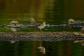 Pacific golden plover alighted in the mud Royalty Free Stock Photo