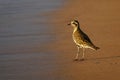 Pacific Golden Plover on Beach, Maui, Hawaii Royalty Free Stock Photo
