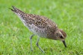 Pacific Golden Plover Feeding Royalty Free Stock Photo