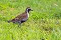 Pacific Golden Plover in Oahu