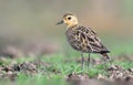 Pacific golden plover