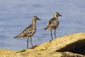 Pacific Golden Plover Royalty Free Stock Photo
