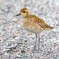 Pacific Golden-Plover