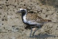 Pacific golden plover Pluvialis fulva breeding plumage