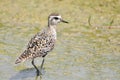 Pacific Golden-Plover (Pluvialis fulva) Royalty Free Stock Photo