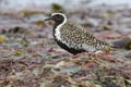 Pacific golden plover which stands among the seaweed Royalty Free Stock Photo