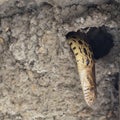 Pacific Gopher Snake Looking for Eggs and Nestlings in a Cliff Swallow Nest