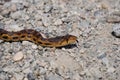 Pacific Gopher Snake, San Francisco Bay trail, California