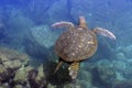 Pacific green sea turtle