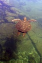 Pacific green sea turtle
