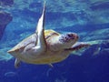 Pacific Green Sea Turtle