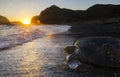 Pacific Green sea turtle returns to sea at dawn