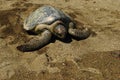 Pacific Green Sea Turtle on sandy beach