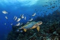 A Pacific Green Sea Turtle is used by Pampanos as a cleaning board, Wold Island, Galapagos