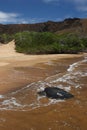 Pacific Green Sea Turtles Royalty Free Stock Photo