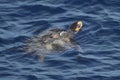 Pacific Green Turtle Chelonia mydas swimming on the sea surface. Giant green sea turtle in natural habitat in North Pacific ocean. Royalty Free Stock Photo