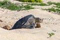 Pacific Green Turtle - Floreana - Galapagos Islands Royalty Free Stock Photo