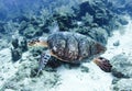 Pacific green turtle swimming great barrier reef, cairns,australia Royalty Free Stock Photo