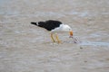 Pacific Gull bird pecking out fresh meat from Batoidea, Rays fish on sandy beach, Tasmania, Australia Royalty Free Stock Photo