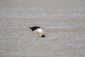 Pacific Gull bird pecking out fresh meat from Batoidea, Rays fish on sandy beach, Tasmania, Australia Royalty Free Stock Photo