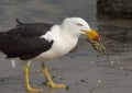 Pacific gull Royalty Free Stock Photo