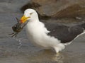 Pacific gull Royalty Free Stock Photo