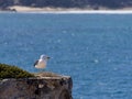 A Pacific gull on the top of a sea cliff, Stenhouse Bay, South Australia